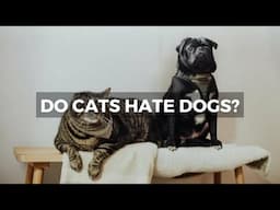 The Cat-Dog Divide: Separating Fact from Fiction