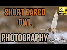 Short Eared Owl Photography in Aberdeen