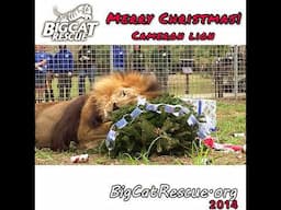 Cameron lion Christmas 2014