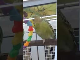 PetSmart birb does a boogie 🐦💃