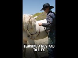 How to Train a Mustang to Flex