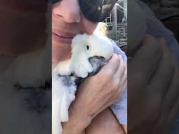 I Miss Holding You Victoria Cockatoo🌈 #cockatoo #imissyou #adoptdontshop