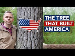 The Tree That Built America