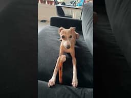 Italian Greyhound Sounds. #italiangreyhound #iggy #iggydog