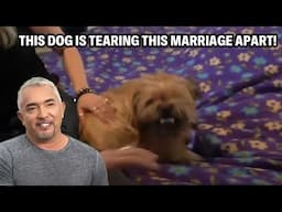 Jealous Terrier Viciously Attacks Husband to 'Protect' His True Love! | Cesar 911 Throwbacks