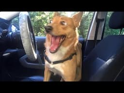 Funny Dog Videos That Will Change Your Mood For Good