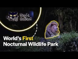 Singapore's Night Safari: Explore the Wild at Night!