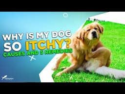 Why Is My Dog So Itchy? Stop the Scratching with These 5 Remedies!