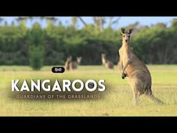 Kangaroos - Guardians of the Grasslands – [Hindi] – Infinity Stream