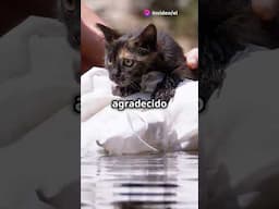 `Perro salva gatito de morir ahogado SALVANDO ANIMALES #gatosrescatados #salvandoanimales