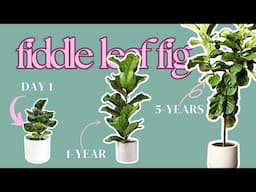 Why Your Fiddle Leaf Fig Keeps Dying (And How to Keep It Alive!)