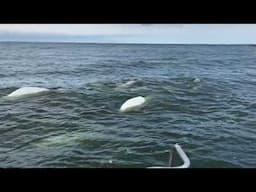 Face to fin with beluga whales