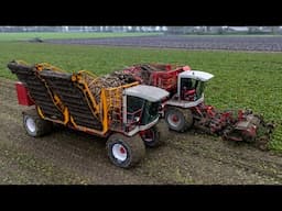 The beet limousine | Home made modified sugar beet chaser | Van Beem Agro