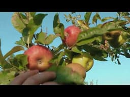 Walk through a 8 years old Swiss "High Stem" orchard with very old cultivars