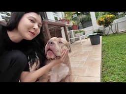 Life lately at home w/ my furbabies ⎮ Mich Tee