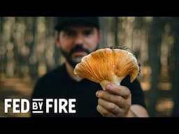 LOBSTER MUSHROOMS | Foraging Tips