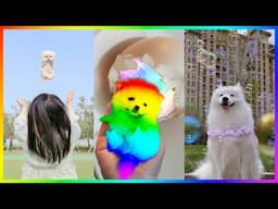 Funny and Cute Dog Pomeranian 2023 😍🐶| Funniest Puppy Videos 🐕 # 384