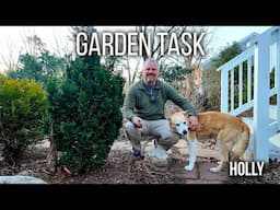 Garden Task - Pruning Clematis, Hellebores, Groundcovers - Preparing Plants to Move - Cut Out Sports