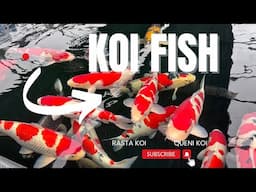 Koi Fish - Look what I found at Queni Koi Leicester England- "live online now!" Stunning 4K