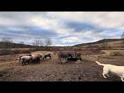 Five minute meditation video, feeding time this morning at Bedlam Farm.