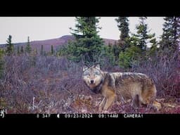 Alaska Scavengers Waste Nothing | Moose Carcass Trail Camera