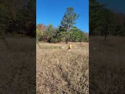 Rambo On Point with LuLu Honoring.  Randy  making a good shot. Guided Quail Hunt  11 20 24