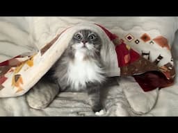 The Ultimate Compilation of Amazing CATS!