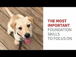 The most important foundation skills to focus on with your service dog in training