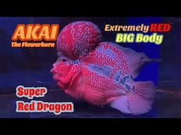 Enjoy My Free Time with My Flowerhorn AKAI | Super Red Dragon | Louhan Fish