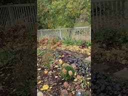 Cleared the Woodland Garden Path Today of Leaves and Debris