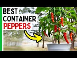 6 Pepper Varieties That THRIVE In Containers