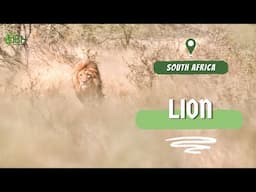 Lion Hunt | Hunting in South Africa