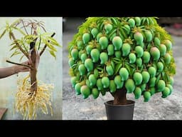 🌱8 Pro Tips To Grow Mango Trees Faster At Home For Beginner!