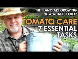 7 Essential Tasks to Maintain Tomato Gardens || Black Gumbo