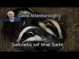 David Attenborough | Badgers Secrets of the Sett