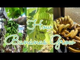 How Banana Farming Works!