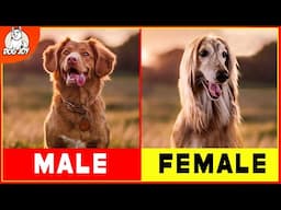 Male vs. Female Dogs: Discover the Surprising Differences!