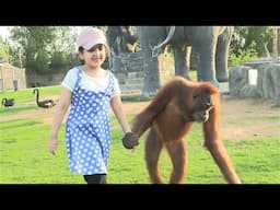 Hiba and Dua playing with Monkey live | Baby Funny Video Monkey Play with Human