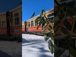 #snow #snowfall #Shimla #train #snow#views #view #shimlavibes #travel #tranding