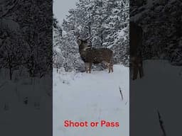 Shoot or Pass.    #big bucks #hunting  #hunt