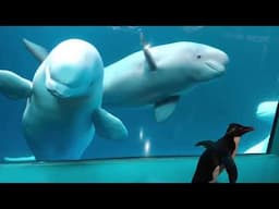 Penguin Meets Beluga Whale For The First Time - A Translation