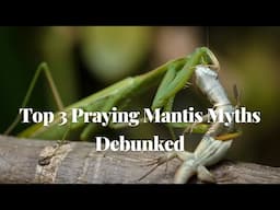 Top 3 Praying Mantis Myths Debunked