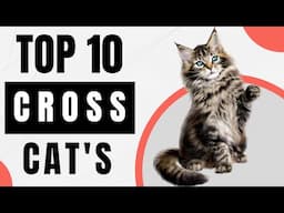 Top 10 Unbelievable Cute Crossing of Cat Breeds