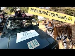 नुस्ते खातात आणि झोपतात । Pench Tiger Reserve । Kursapar Gate । Nagpur