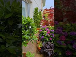 From an Empty Terrace To an Urban Oasis 🌱🌸Balcony Garden Makeover