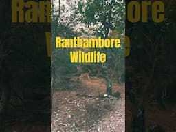 Ranthambore Jungle Safari #ranthambore #junglesafari #tiger