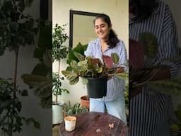 Giving my maranta a fresh home with a quick repot for happy roots!☘️ #gardenup #gardening #plants