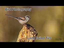 Tips & Techniques for Stunning Long Tailed Tit Photography