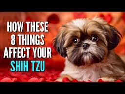 Is Your Shih Tzu Safe? Watch Out for These 8 Emotional Threats!