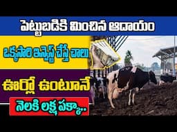 ఆవు పేడతో వేదిక్ పెయింట్ | Cow Dung Paint Manufacturing Business Idea In Telugu |#moneyfactorytelugu